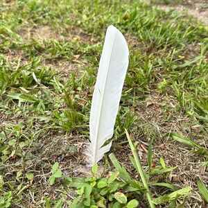 White Wild Bird Feather Stuck in the Ground